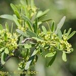 Rhamnus oleoides Altul/Alta