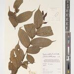 Drypetes rubriflora Other