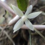 Aerangis calantha Blüte