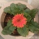 Gerbera jamesoniiFlower