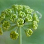 Bupleurum petraeum Fruit