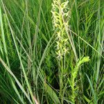 Platanthera lacera Habit