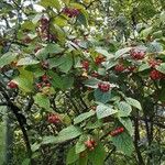 Cotoneaster bullatus Habit