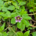 Geranium aculeolatum Flor