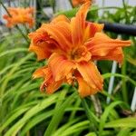 Hemerocallis fulvaFlower