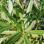 Nerium oleander Fuelha
