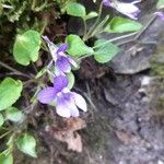 Viola reichenbachianaFlower