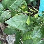 Coccoloba diversifolia Feuille