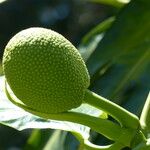 Artocarpus altilis Vaisius