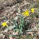 Narcissus × incomparabilis Habit