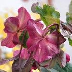 Helleborus orientalisBlomst