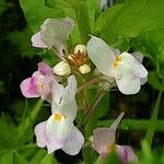 Linaria maroccana Цветок