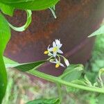 Solanum americanum Fiore