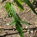 Solanum aviculare Листок