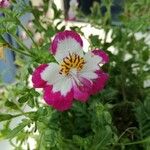 Schizanthus pinnatus Fleur