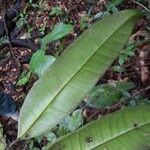 Heisteria cauliflora Leaf