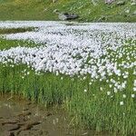 Eriophorum scheuchzeri Libunga