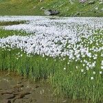 Eriophorum scheuchzeri Habit