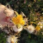 Sonchus arvensisBloem