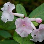 Rhododendron mogeanum Flor