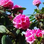 Rhododendron pudorosum Flor