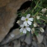 Gypsophila repens Blüte