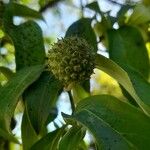 Cornus capitata 果