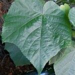 Dombeya wallichii Blad