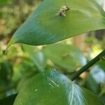 Ruscus hypophyllum Folha