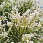 Baccharis sarothroides Blomst