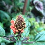 Scutellaria costaricana Fruit