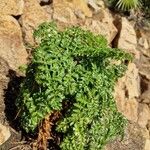 Angelica pachycarpa Leaf