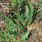 Cosentinia vellea Libunga