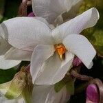 Viola alba Flor