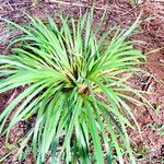 Sisyrinchium palmifolium Hábito