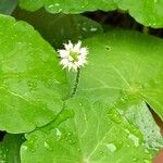 Hydrocotyle leucocephala Leaf