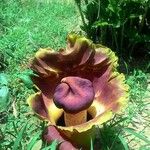 Amorphophallus paeoniifolius പുഷ്പം