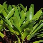Vriesea vagans Hoja