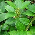Gymnema sylvestre Leaf