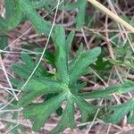 Geranium solanderi Fulla