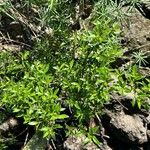 Rubia fruticosa Hoja