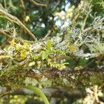 Angraecum chamaeanthus पत्ता