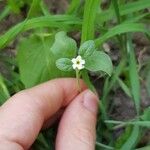 Myosotis soleirolii Flower