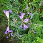 Salvia interrupta Flor