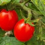 Solanum lycopersicum Fruit