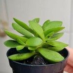 Crassula lanuginosa Blatt