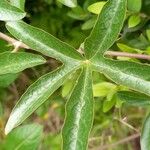 Passiflora caerulea Leaf