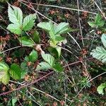 Rubus saxatilis 整株植物