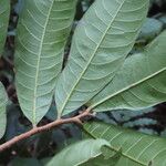 Naucleopsis capirensis Hoja