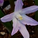 Scilla luciliae 花